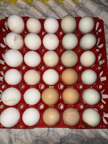 Duck hatching eggs - hatching,