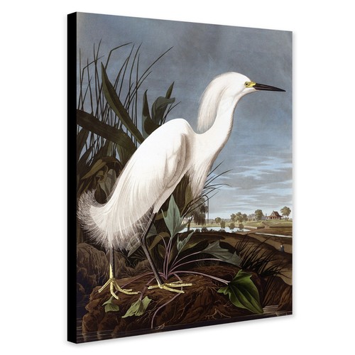 Snowy heron john james - snowy,