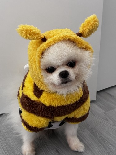 Silly funny cute dog - cute,