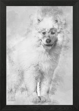 Samoyed puppy standing aga
