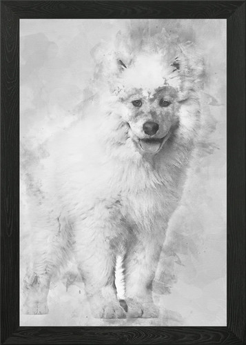 Samoyed puppy standing aga