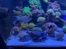 Complete Reef Tank Setup –