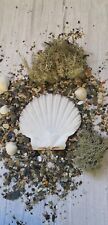 10 Scallops Shells XL FLAT