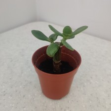 Crassula Jade Money Succulent