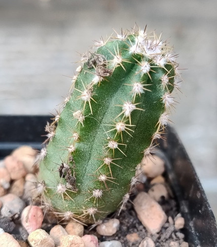 Cactus echinocereus scheeri - ,