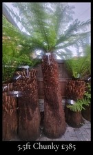 Dicksonia Antarctica Tree Ferns 5.5ft CHUNKY DIRT CHEAP PLANTS FB