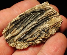 Detailed crinoid head fossil (50mm) Pentacrinites fossilis Jurassic Coast UK