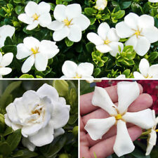 Fragrant Shrubs Collection, Hardy Gardenia Mix, evergreen, white, 3 x 9cm pots