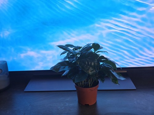 Bushy coffee plant coffea - coffee,