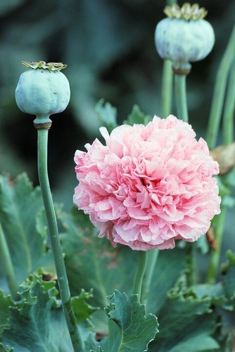 Pink poppy pom flower - poppy,
