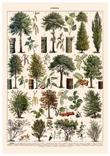 TC02 TREE CHART BOTANICAL