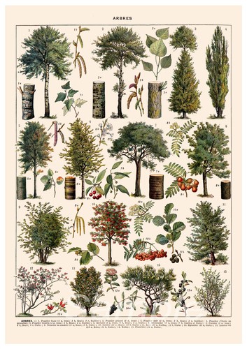 Tc02 tree chart botanical - tree,