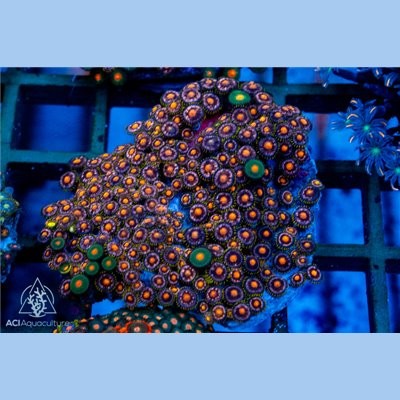 Purple orange zoanthid - purple,