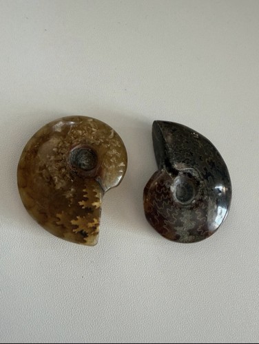 Ammonite fossil pair natural - fossil,