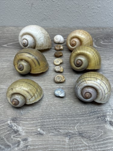 Assorted moon snail shells lot - assorted,