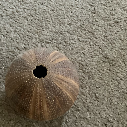 Natural sea urchin shell test - urchin,