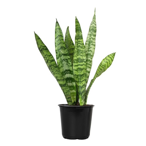 Live snake plant - live, plant,