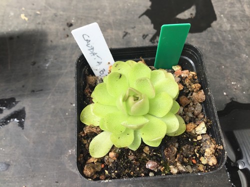 Pinguicula caudata balint - caudata,