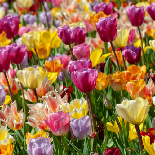 Tulip bulbs spring flowering - tulip,