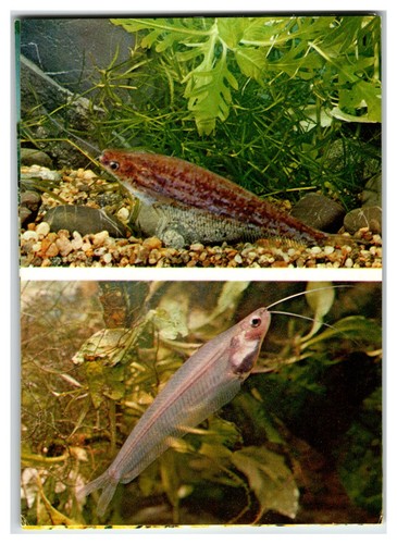 Vintage otocinclus arnoldi - vintage, &