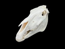 Real Horse Skull, White Bone, Anatomy Skull, Veterinary, Horse Bone, Skull Decor