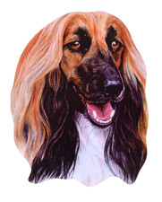 Afghan Hound Magnet - Afghan