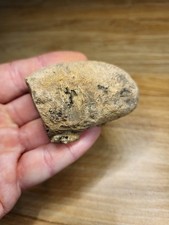 Mosasaur Skull Fossil North Sulphur River DinosaurBone Ref8701 RARE