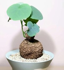  Succulent Plants Stephania Suberosa Tube Home beautiful Plants