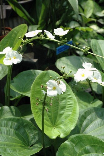 Amazon sword tropical - amazon,