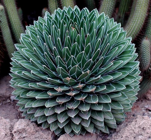 Agave victoria reginae - victoria,