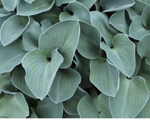Hosta blue mouse ears - -,