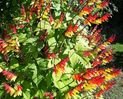 Mina lobata spanish flag - lobata,