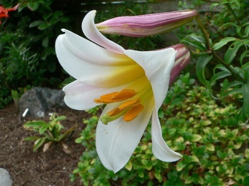 Lilium regale 100 seeds - 100,