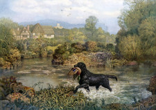 FLAT COATED RETRIEVER DOG