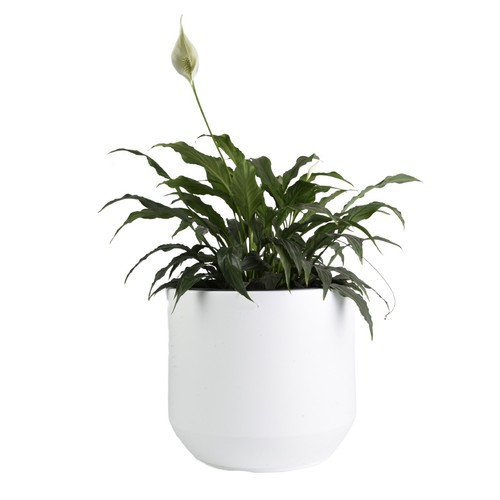 Round plant pot elegant - plant,