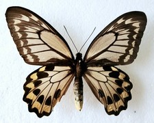 Ornithoptera Croesus Lydius
