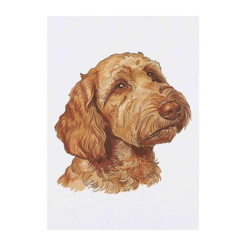 Australian labradoodle - 'australian, labradoodle'