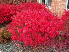 Euonymous Alatus - Winged Spindle/ Burning Bush - Garden Shrub