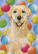 Labrador Retriever Yellow Lab