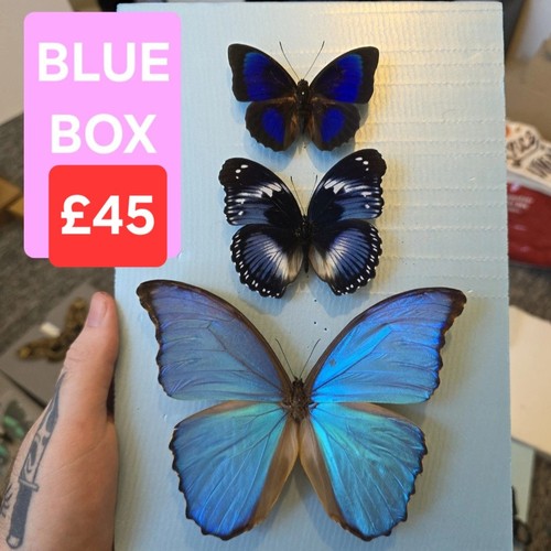 Blue box mixed - specimen,