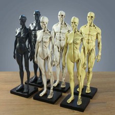 Human Anatomical Anatomy Skull Head Body Muscle Bone PaintingTeaching Model