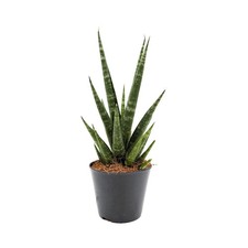 Sansevieria Skyline | Snake