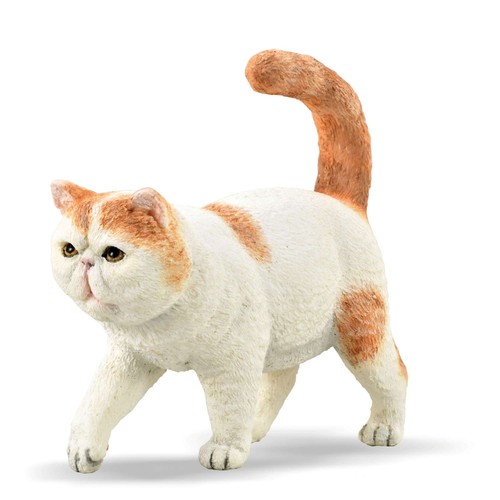 Collecta exotic shorthair - collecta, cat