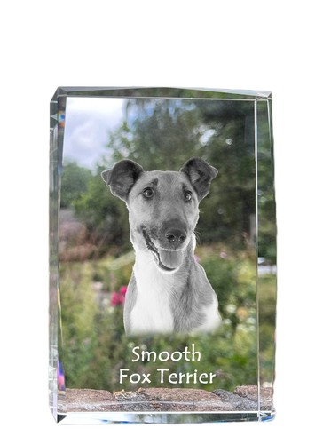 Fox terrier smooth - smooth,,