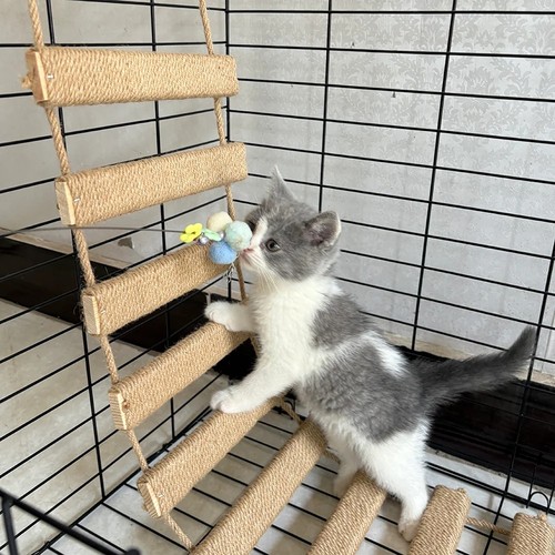 Cat climbing ladder - ladder, bridge