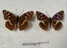 Rare Freyers Purple Emperor Butterfly. Apatura Metis Real Specimens