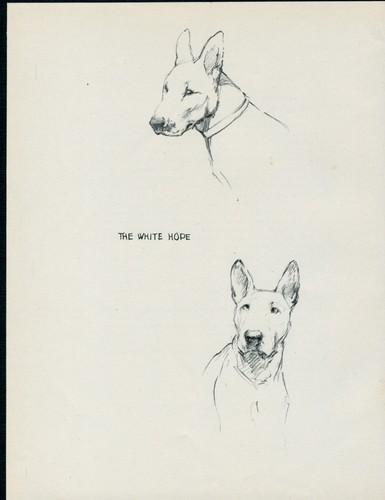 Bull terrier vintage - bull,