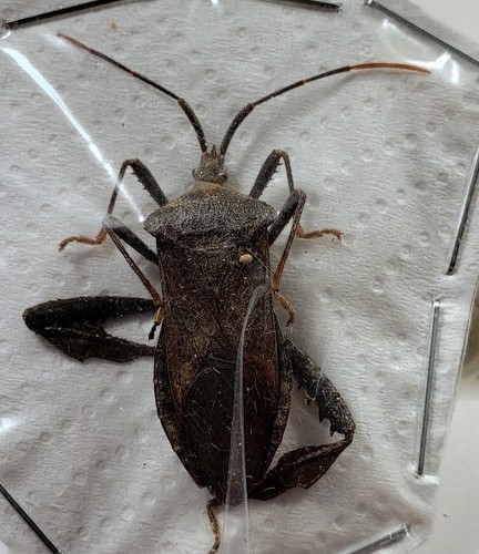 Leaf footed bug - leaf-footed,