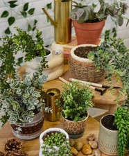 Plant Artificial Urban Outfitters Many to Choose From