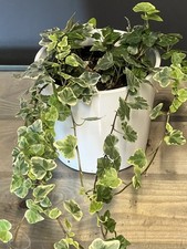 Hedera helix ivy plant - ivy, in